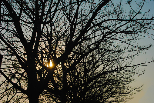 Abstract blurred sundown and bare trees silhouettes background, natural colors