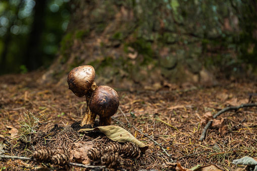 A low angle close up of highly sought after Japanese Matsutake Mushrooms growing on the forest floor by a pine tree.