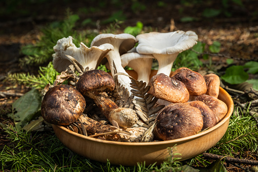 A display of freshly picked Japanese mushrooms on a wood plate in a forest. Including Shiitake, Matsutake and Hiratake AKA Oyster Mushrooms.