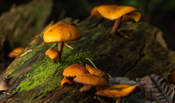 istock Small orange colored mushrooms growing on a mossy log 1744496679