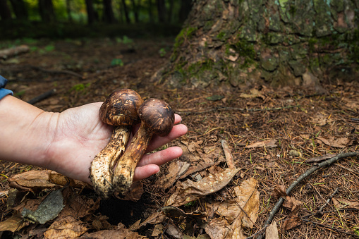 A close up of freshly picked highly sought after expensive Japanese Matsutake Mushrooms held in a pine forest.