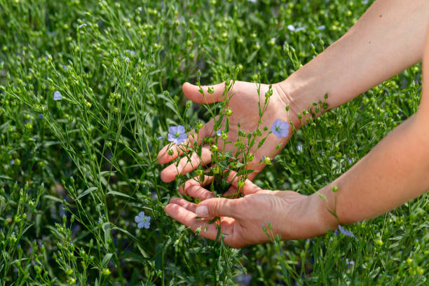 le mani femminili tengono le piante di lino con i fiori sullo sfondo di un campo di lino - seed flax seed human hand food foto e immagini stock