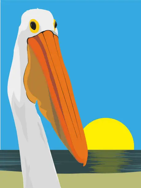 Vector illustration of pelican vintage poster.