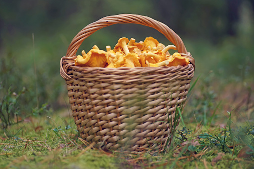 Freshly cut raw golden Chanterelle mushrooms placed in a wooden wicker basket standing outdoors on a green moss in a forest in autumn