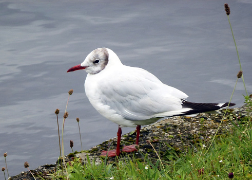 A white seagull bird is standing on the grass on the riverbank against the background of waves