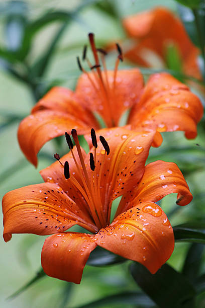 istock Two orange lilies with nature background 174451610