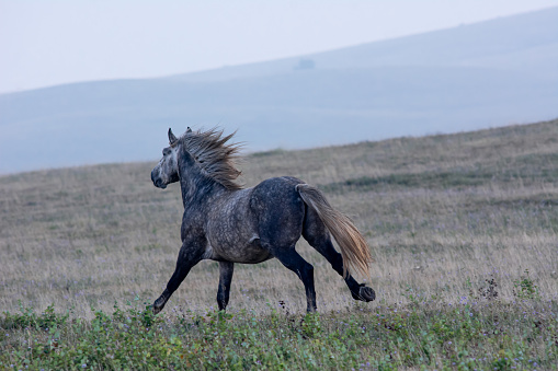 Wild horse gallop towards the mist across the steppe pastures of Balkan mountains