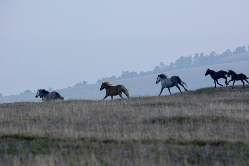 Wild horses gallop towards the mist across the steppe pastures of Balkan mountains