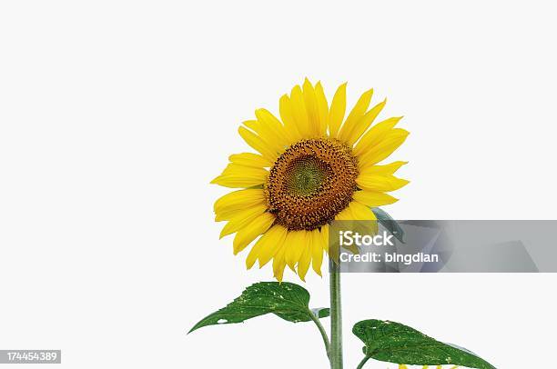 Żółty Sunflowers - zdjęcia stockowe i więcej obrazów Bez ludzi - Bez ludzi, Fotografika, Horyzontalny