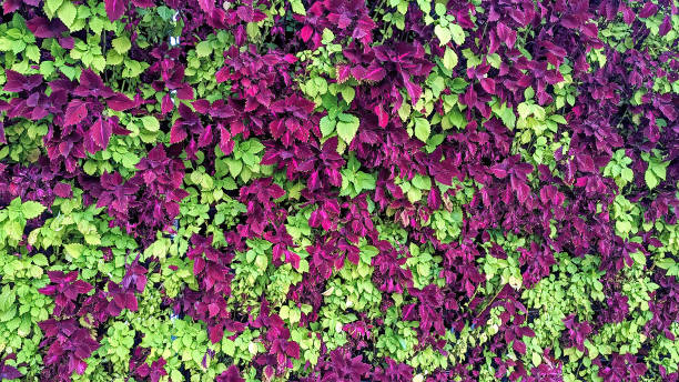 colorful coleus leaves.