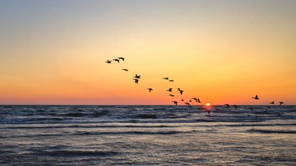 istock Silhouettes of ducks in flight. 1744545467