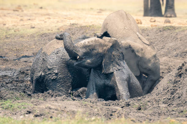 istock Young African bush elephants wallow in mud 1744547891