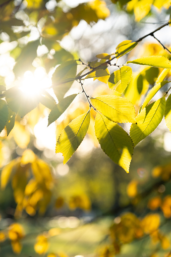autumn yellow leaves in the sun rays, blur background