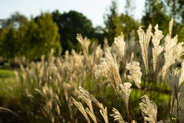 istock reeds in the wind, trees on the background 1744552588