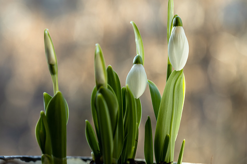 Snowdrop flowers in pot on the windowsill. High quality photo