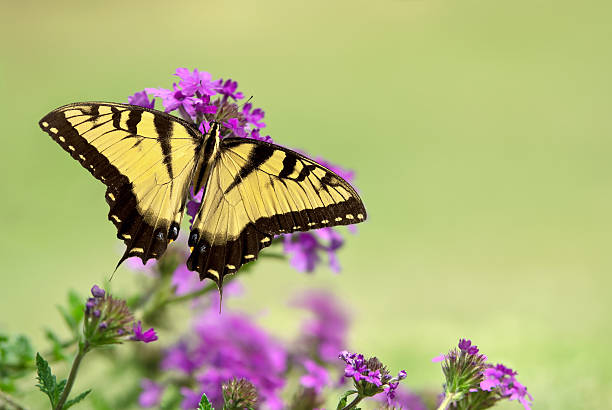 istock Eastern Tiger Swallowtail butterfly (Papilio glaucus) 174455834