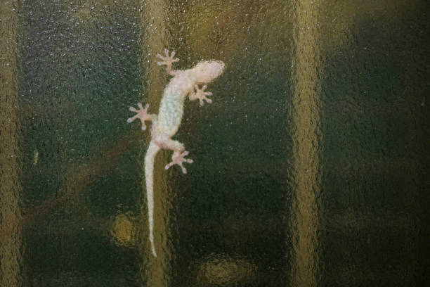 istock Gecko sticking to glass. 1744563585
