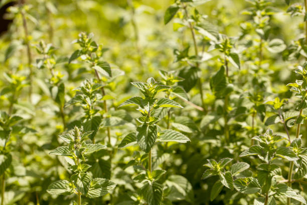istock Mint leaf or peppermint plant grow at vegetable garden. 1744569104