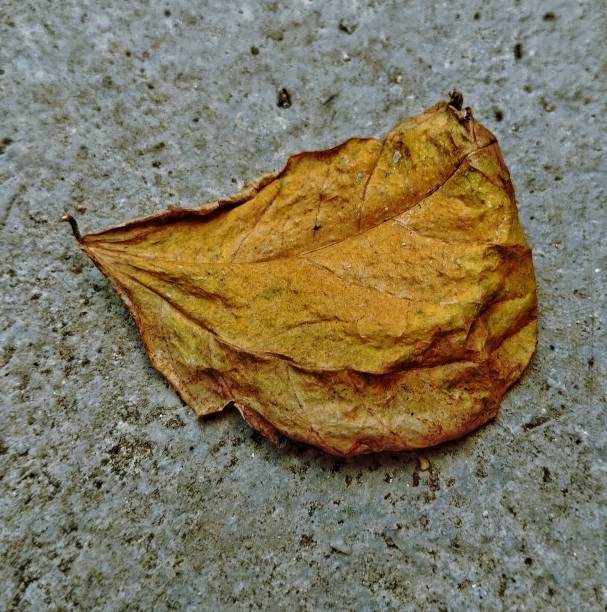 istock Yellow dried leaf on the cement floor 1744573579