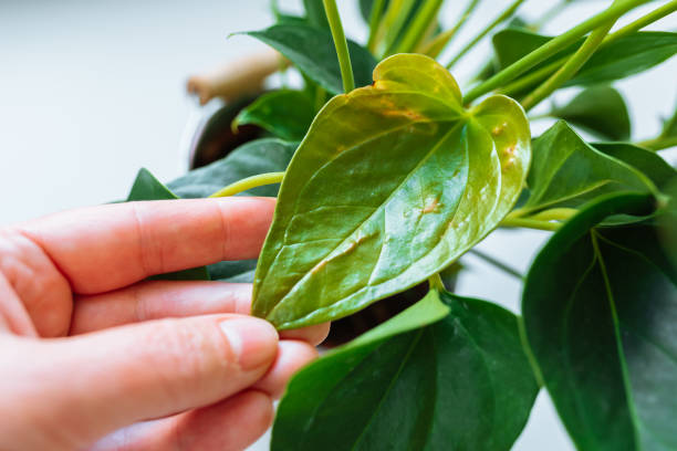 istock Diseases and pests, proper care for houseplant anthurium 1744580032
