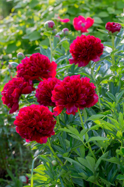 istock Red Peony albiflora. Paeonia officinalis Command Performance in the garden 1744580660