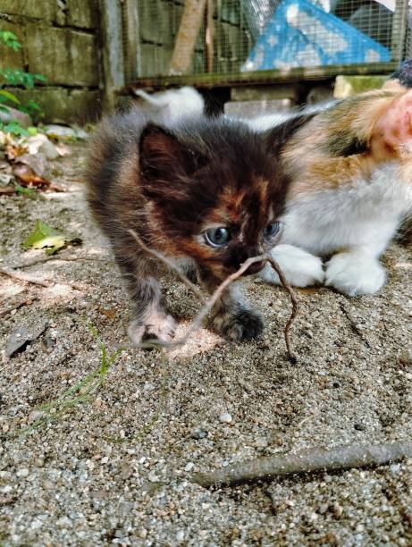 istock Playful kittens playing in the garden 1744580690