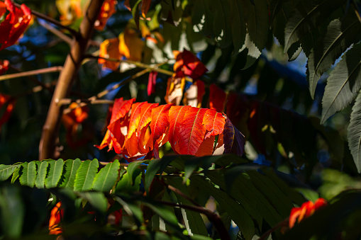 First autumn leaves on a tree, Rhus typhina