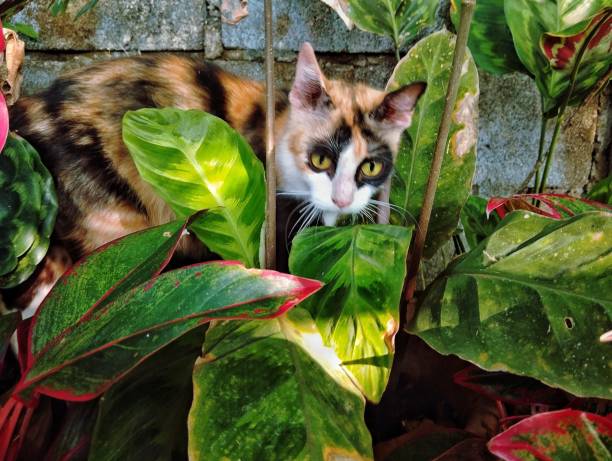 istock Calico cat in the garden 1744580802