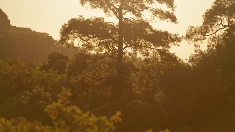 close up old pine tree against red sunset or sunrise sky with sun outdoors in nature. mountains and forest landscape with beautiful sunlight at morning.