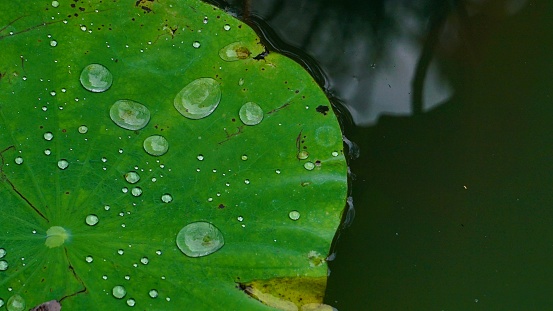 Water droplets on lotus leaf in the pond, Thailand.