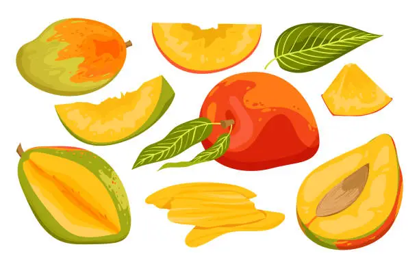 Vector illustration of Cartoon isolated ripe and unripe green fruit, whole mango and cut in half with pit and cubic slices for eating, tropical fruit branch with harvest, flower and leaves.