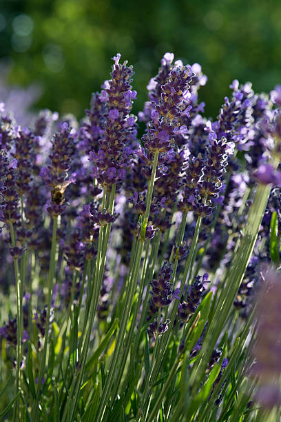 Lavender stock photo