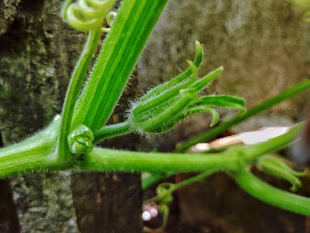 zucca con fiore in giardino - leek green raw food foto e immagini stock