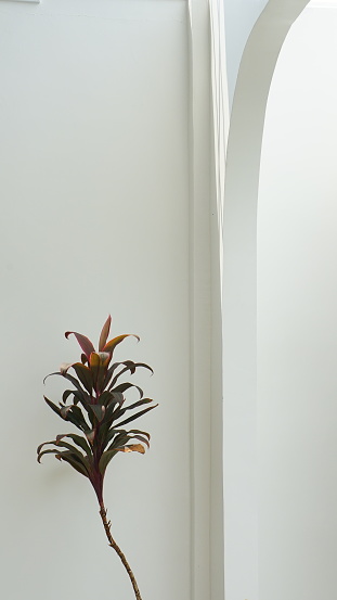 flowers in the interior of a white room with shadow on the wall