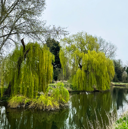 Solitaire weeping willow tree on a lawn in a public park on a sunny day in the suburb Highgate outside London, the British capital