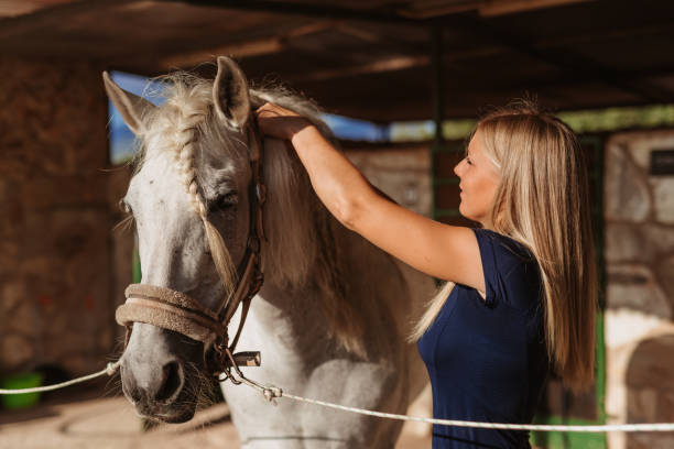 Blonde  woman prepares a white stallion with a braided mane for horseback riding stock photo