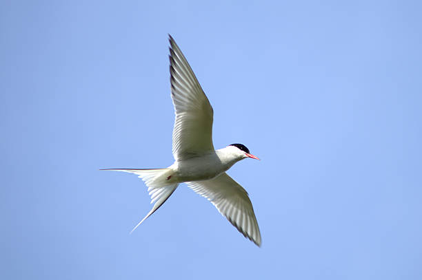 istock Stern bird flying in Iceland 174460897