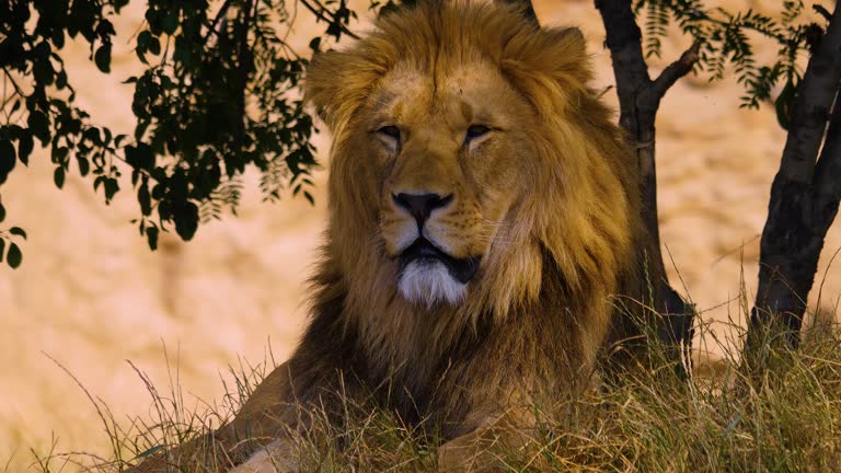 Close up of male Lion