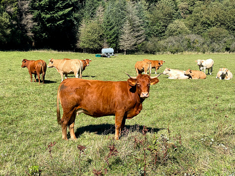 Cows in a field in the Pyrenees