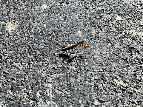Praying mantis on a mountain road in the Pyrenees