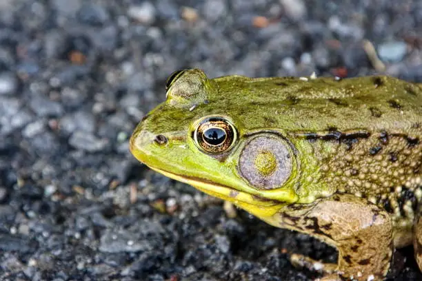 Close-up of Bullfrog