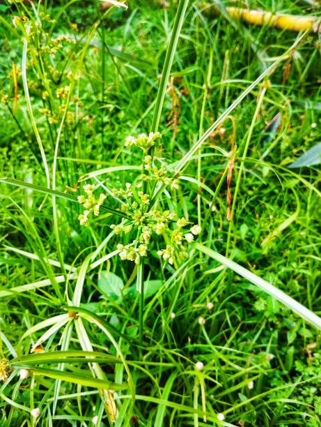 Rice flatsedge weed growing in the garden