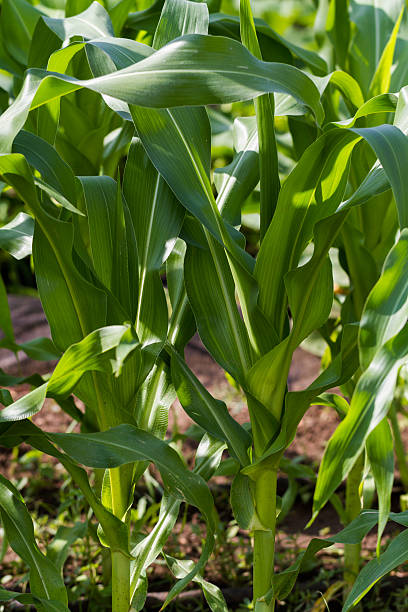 istock Urban Garden 174462740