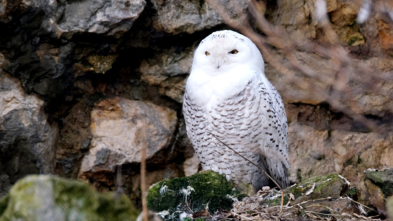 The snowy owl Bubo scandiacus sits on dark rocks. Rare and beautiful white polar owl against a dark background. Close-up of wild bird of prey of Scandinavian and Canadian forests.
