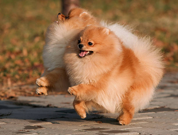 istock Two Pomeranian playing in the park 174463745