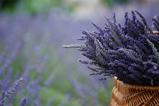Large bouquets of lavender in a wicker basket on a lavender field
