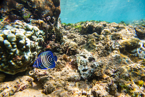 An underwater shot of a coral reef with a blue and white striped fish. The fish is swimming near the coral and has a blue body with white stripes. The coral is a mix of colors, including brown, green, and white. The background is a blue water.