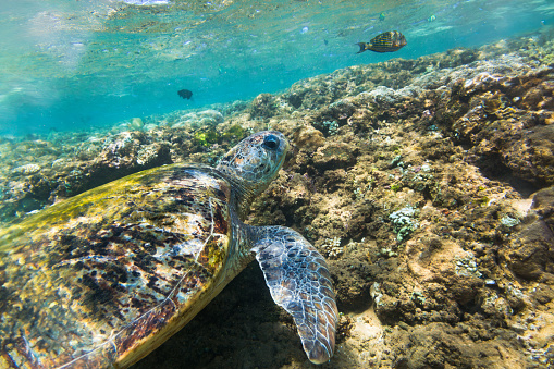 A green sea turtle swimming in the ocean. The turtle is swimming near the surface of the water, with its head and front flippers visible. The background consists of coral reefs and other fish. The water is a deep blue color, with the sunlight shining through the surface.
