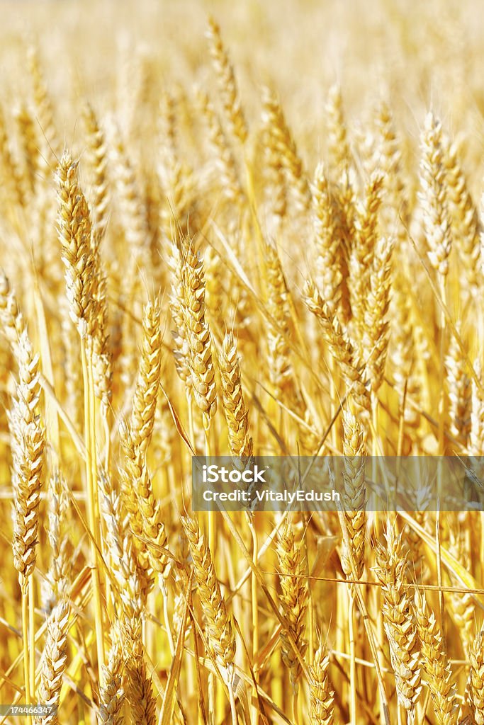 Field von golden rye Nahaufnahme - Lizenzfrei Agrarbetrieb Stock-Foto