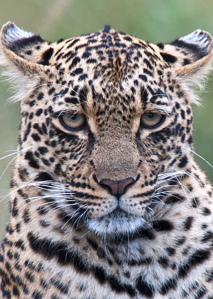 Drowsy leopard stock photo